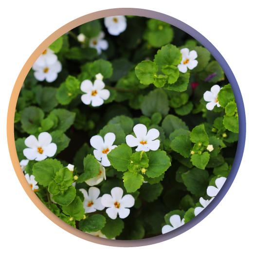 Brahmi Brahmi