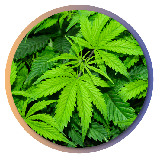 Cannabis Cannabis