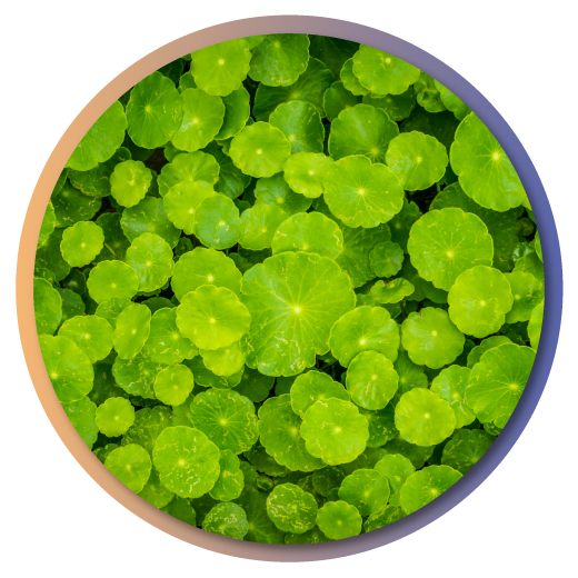 Centella-asiatica Centella-asiatica