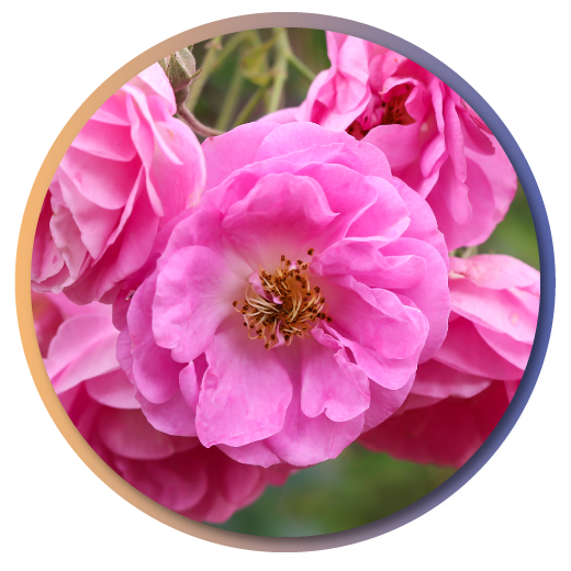 Damask-Rose-item Damask rose