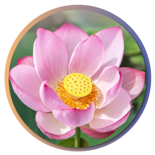 Lotus Lotus