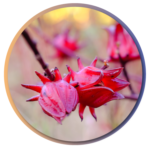 Red-sorrel-item Red-sorrel
