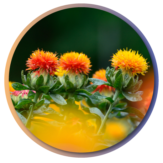 Safflower-ระำท Safflower