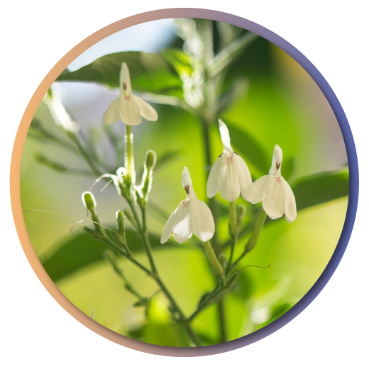 White-crane-flower