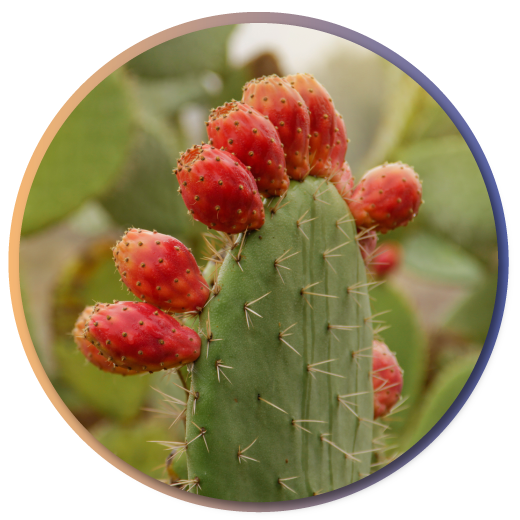 prickly-pear