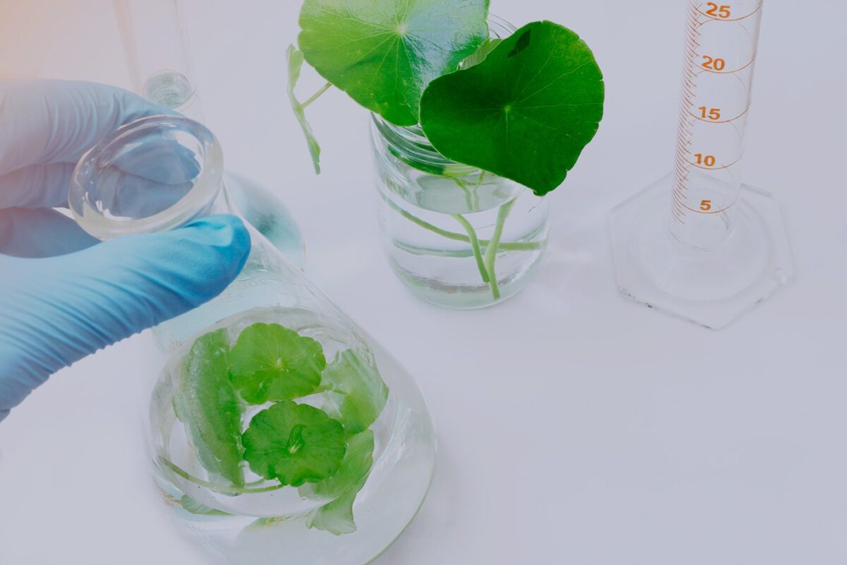 Antioxidants Tests TIBD Co., Ltd.