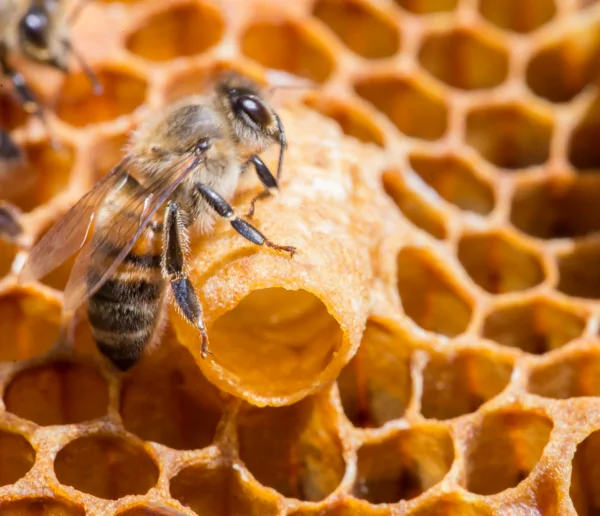 28.นมผึ้ง-(Royal-Jelly)-(1) นมผึ้ง-(Royal-Jelly)
