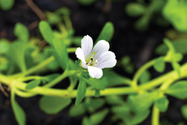 Brahmi