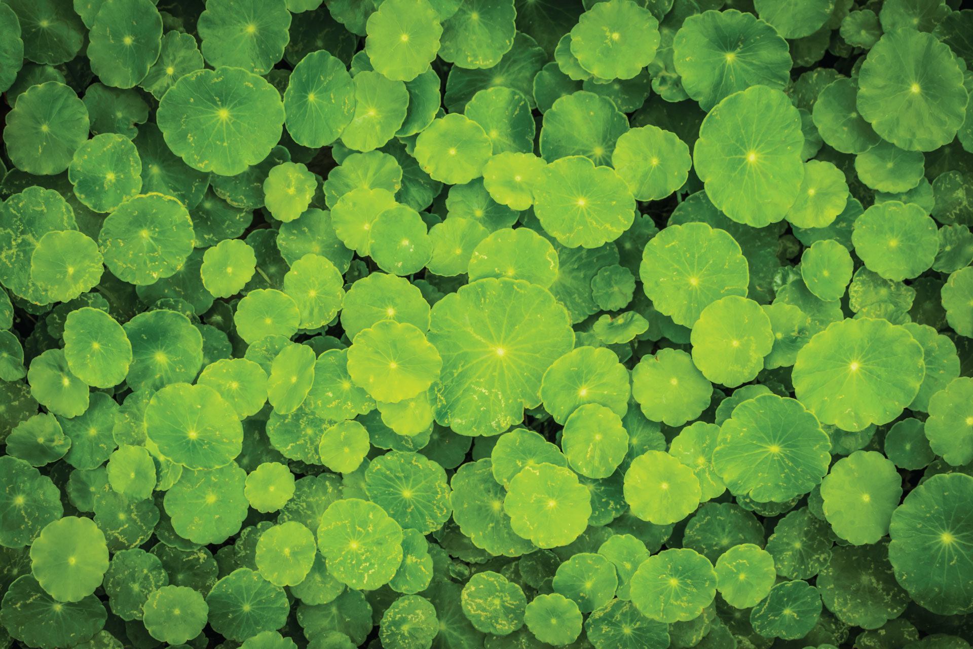 Centella-asiatica Centella asiatica