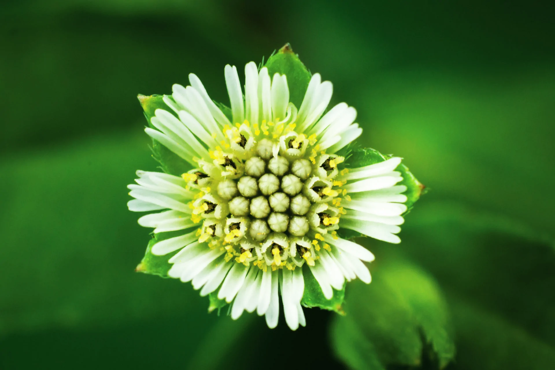 False-daisy2 False daisy