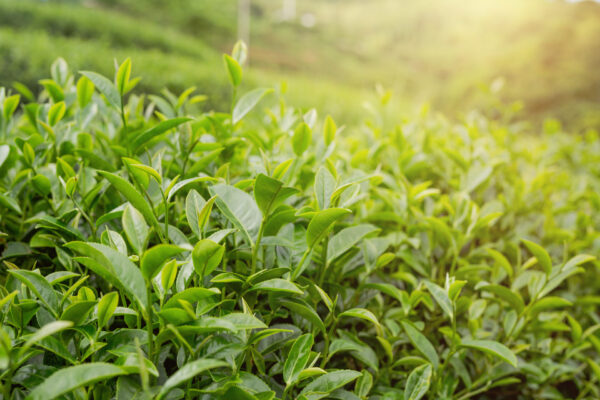 Green-Tea Green-Tea