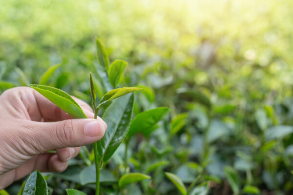 Green-Tea2 Green-Tea Eextract