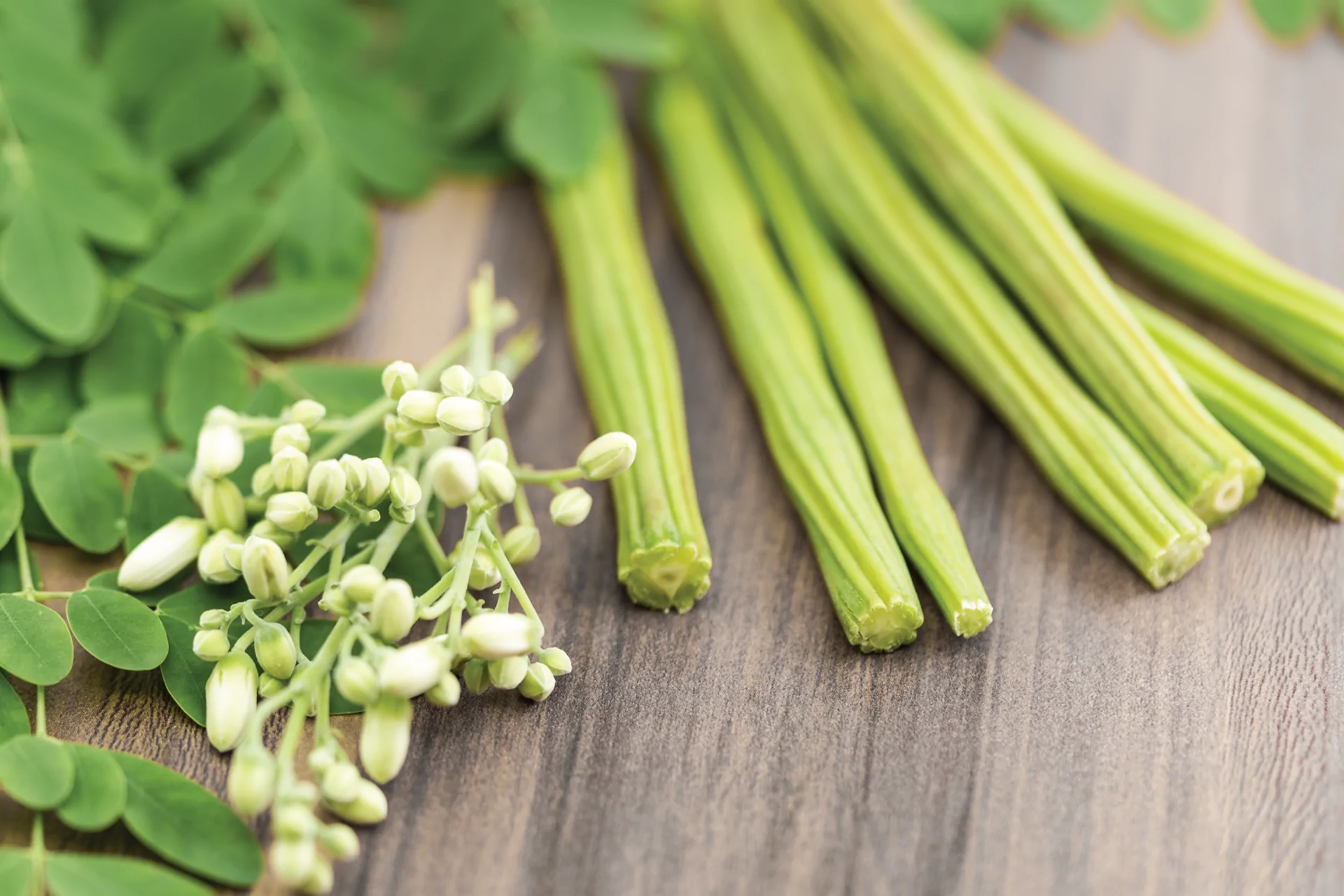 Moringa Moringa