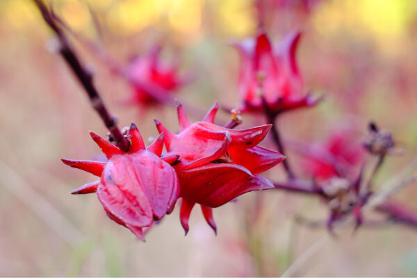 Red-sorrel2 Red-sorrel