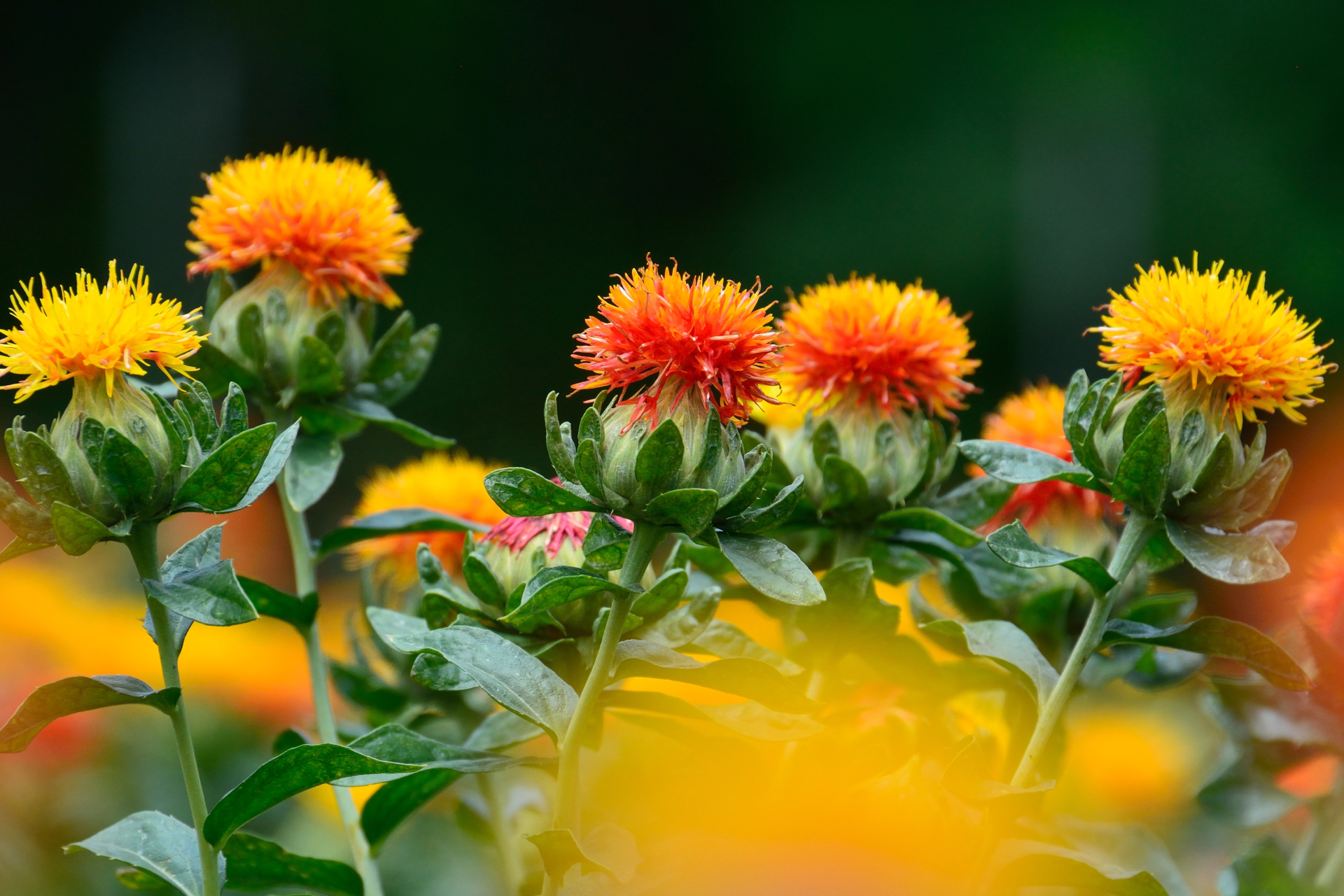 Safflower