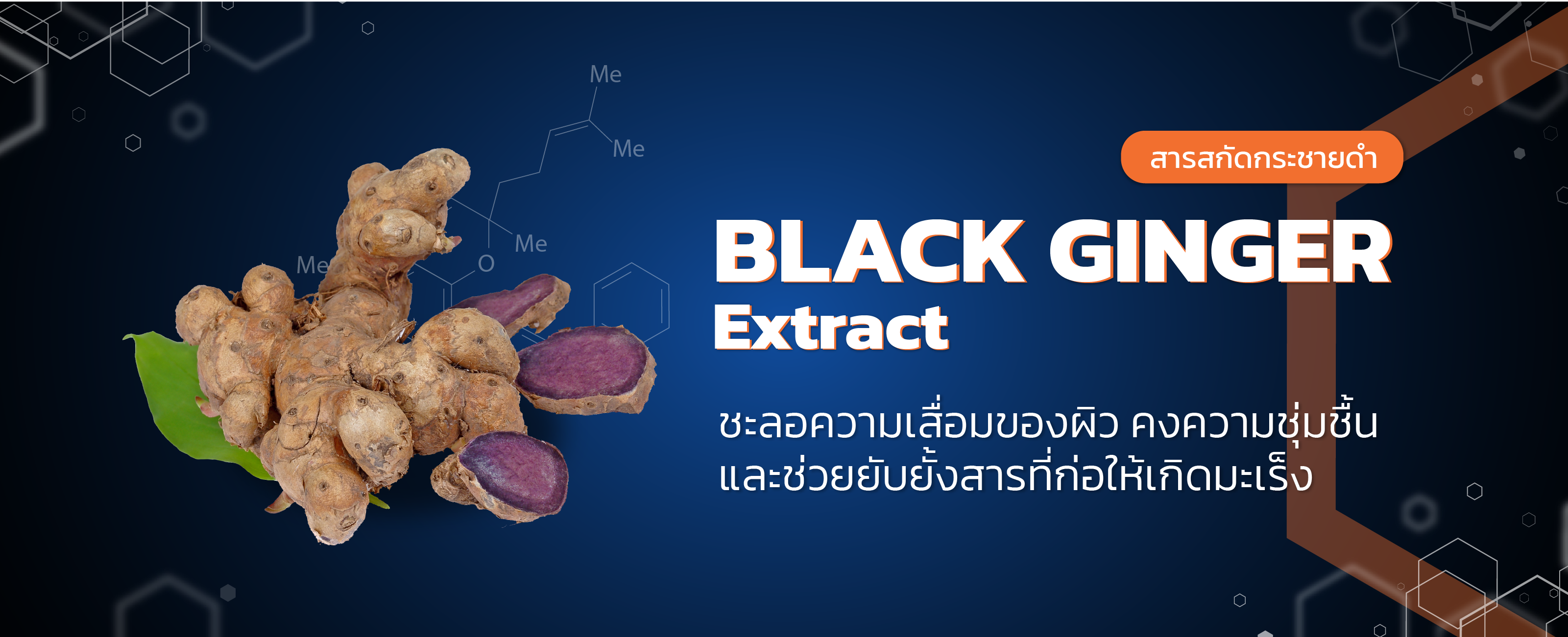 สารสกัดกระชายดำ (black ginger)