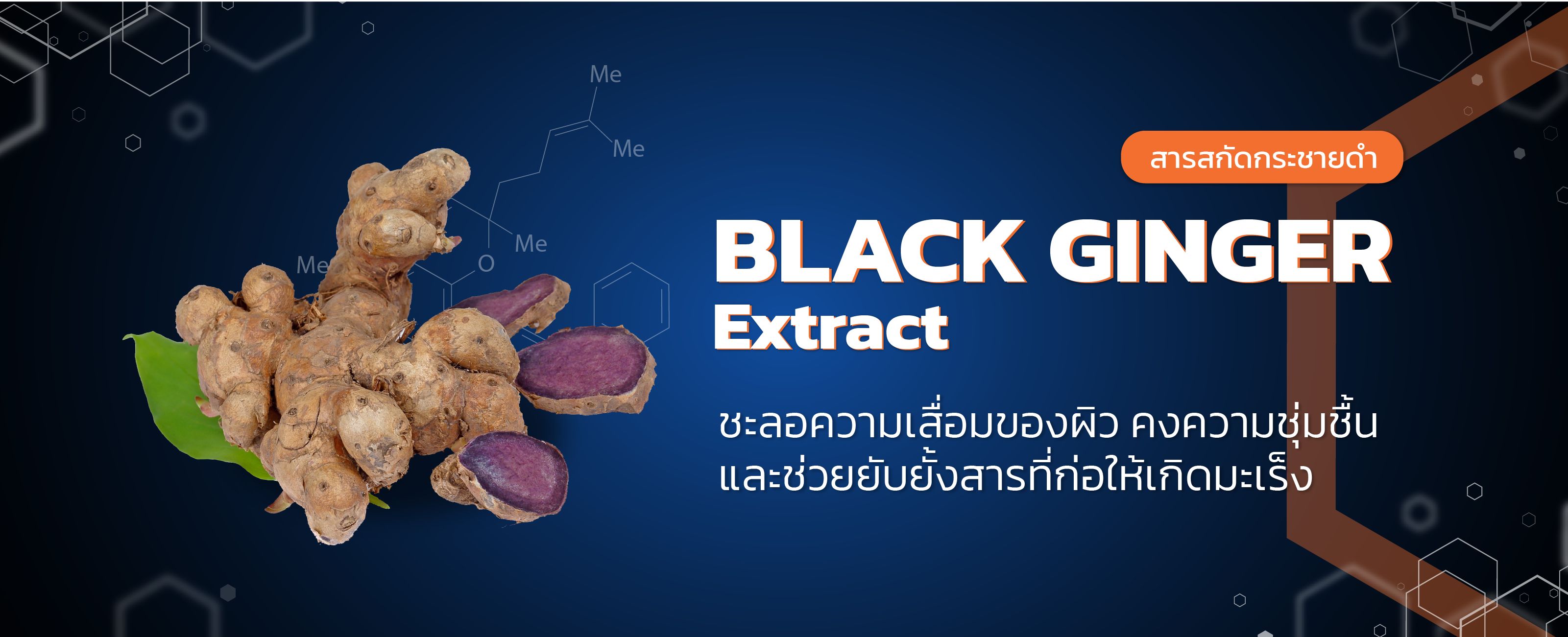 สารสกัดกระชายดำ (Black Ginger Extract) TIBD Co., Ltd.