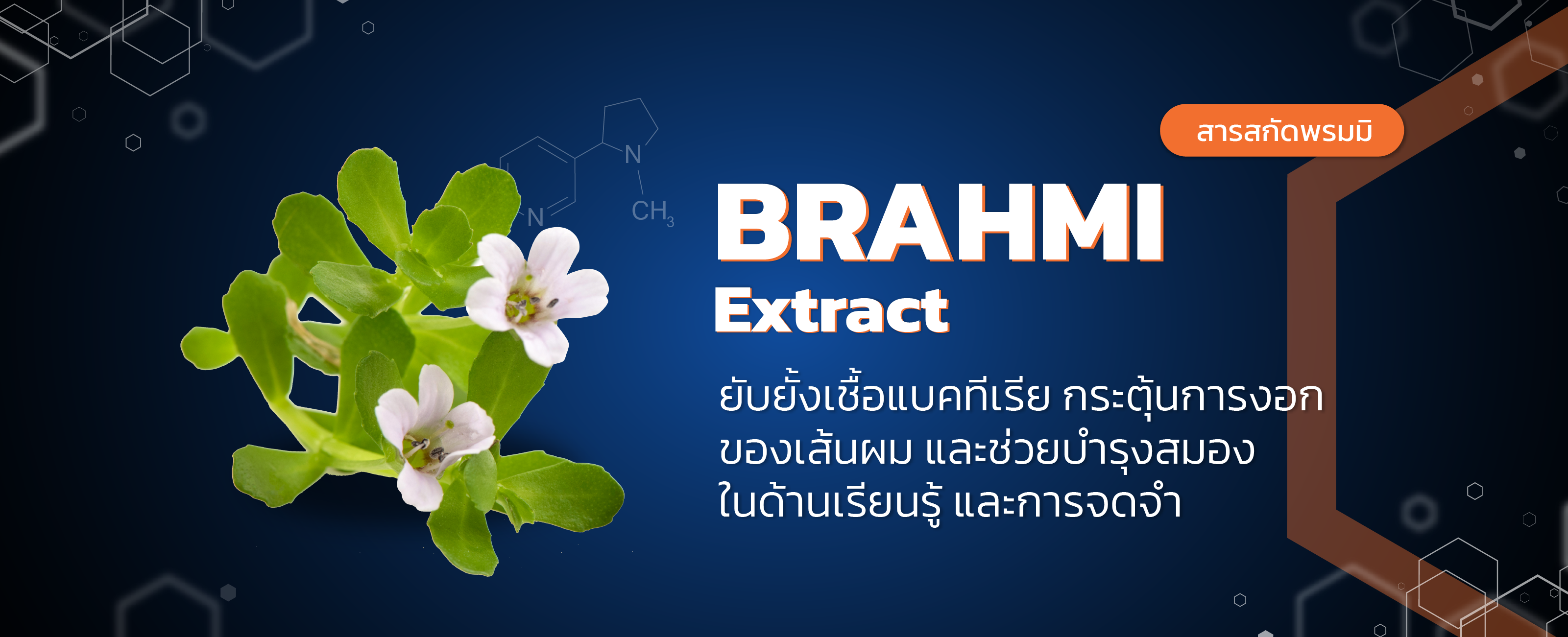 สารสกัดพรมมิ (Brahmi Extract)