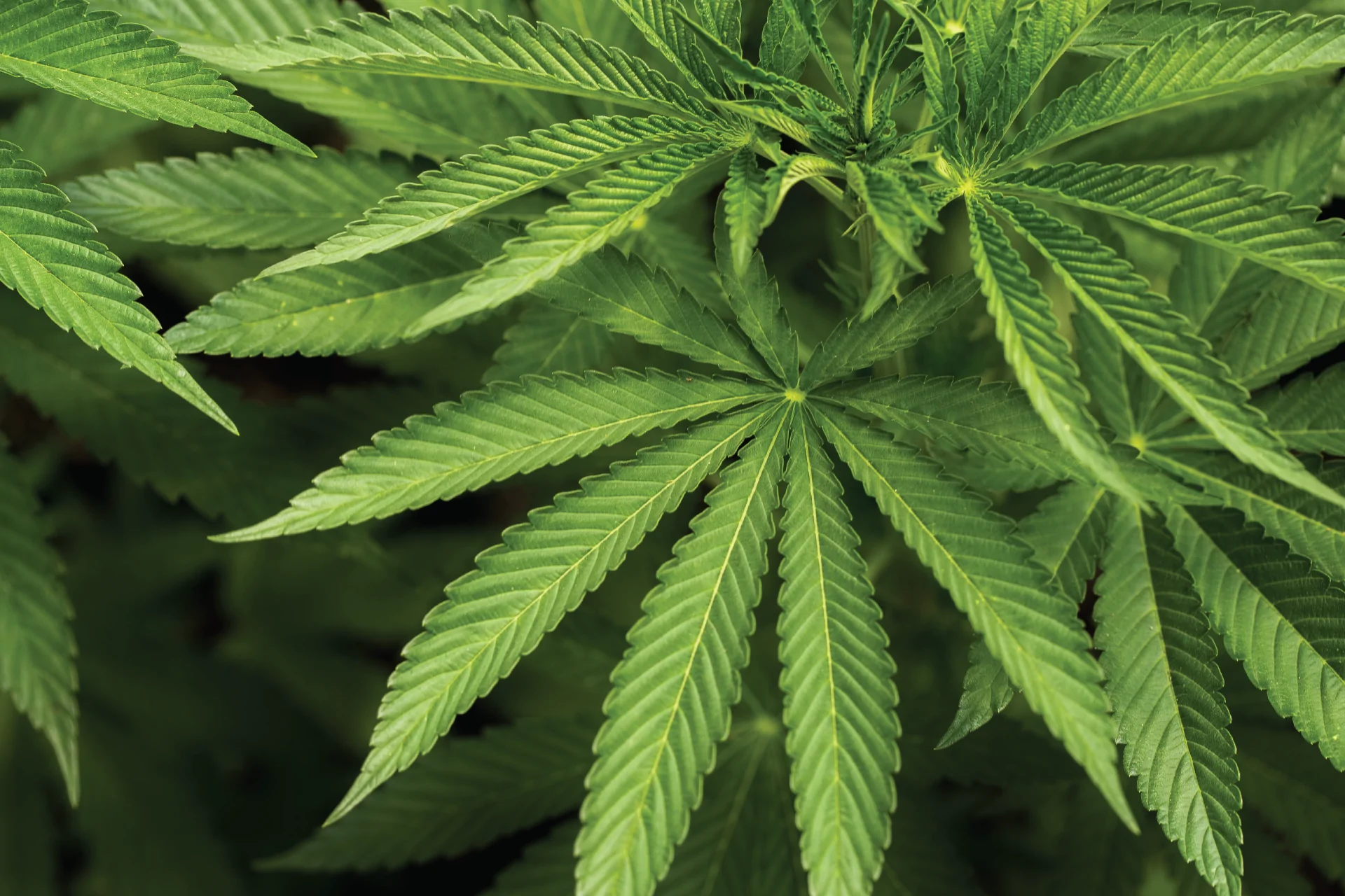 cannabis cannabis