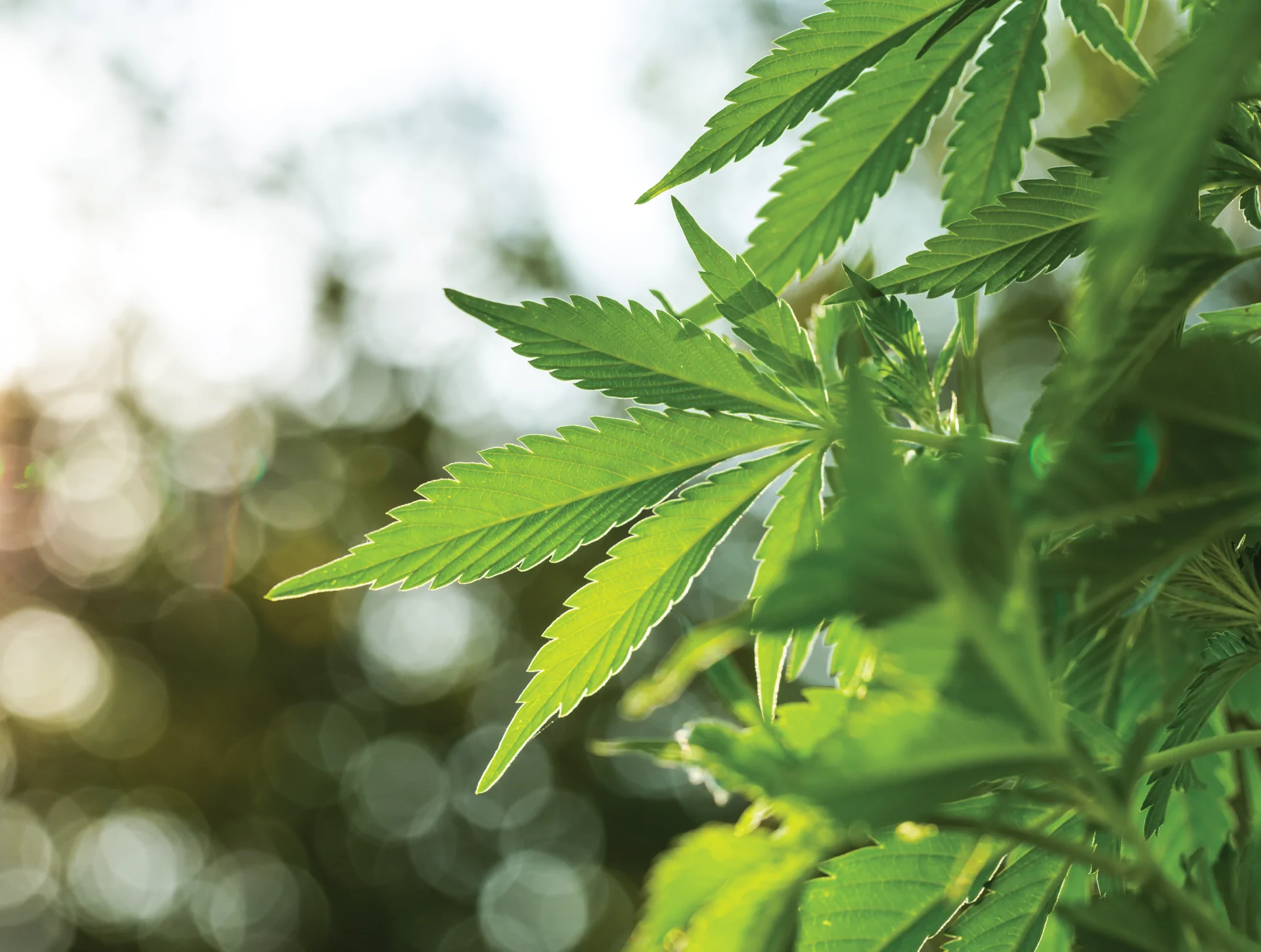 cannabis4 cannabis