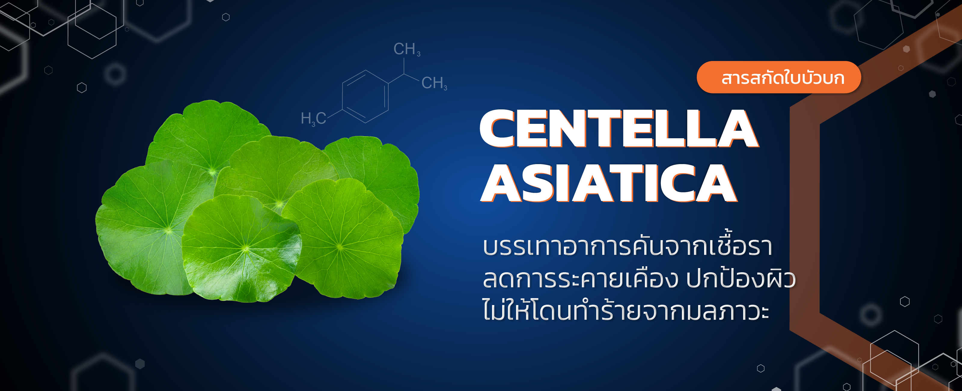สารสกัดใบบัวบก (centella)