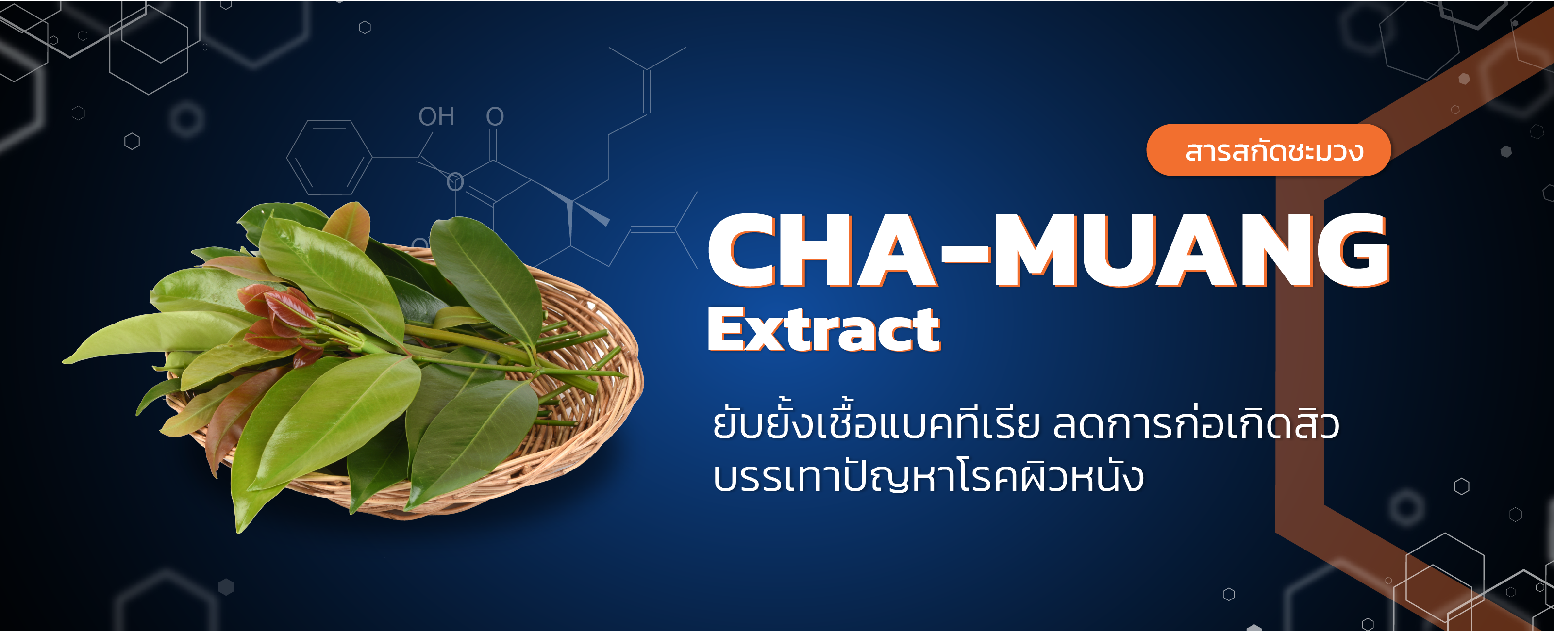 สารสกัดจากชะมวง (Cha-Muang Extract)