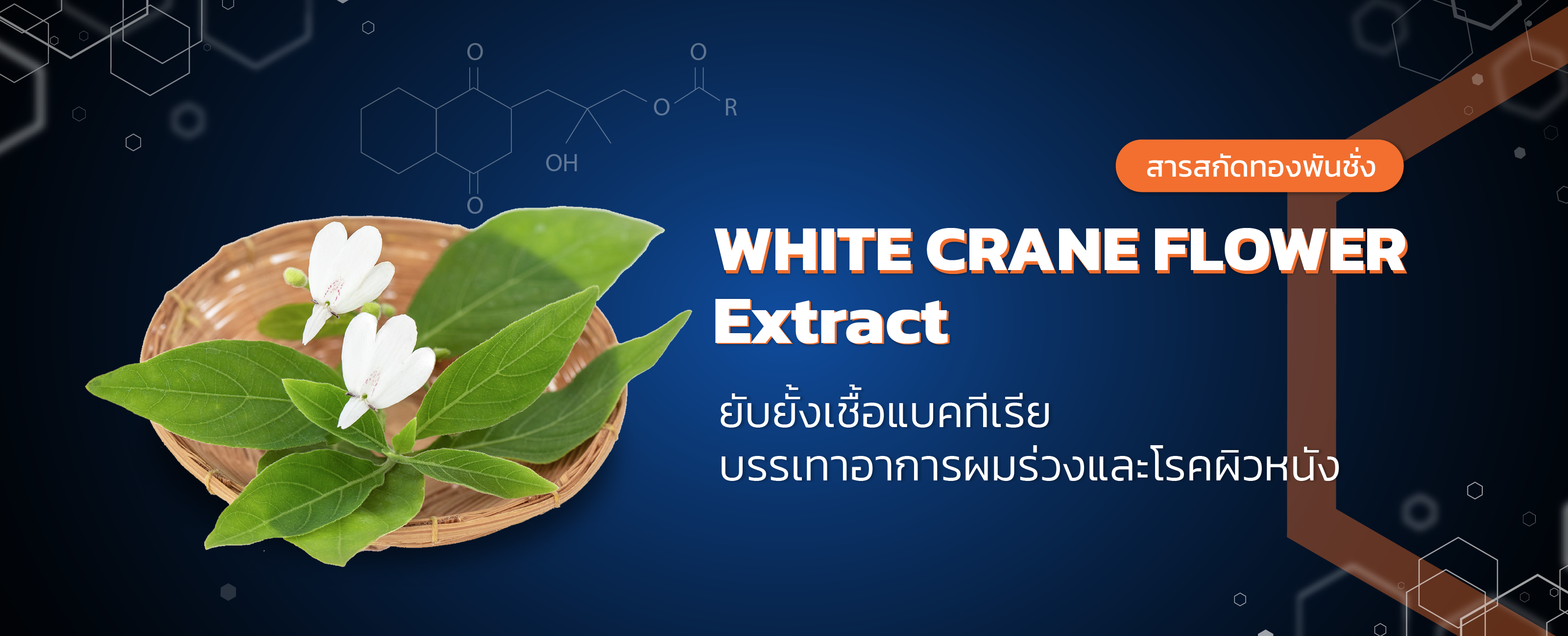 สารสกัดทองพันชั่ง (White crane flower Extract)