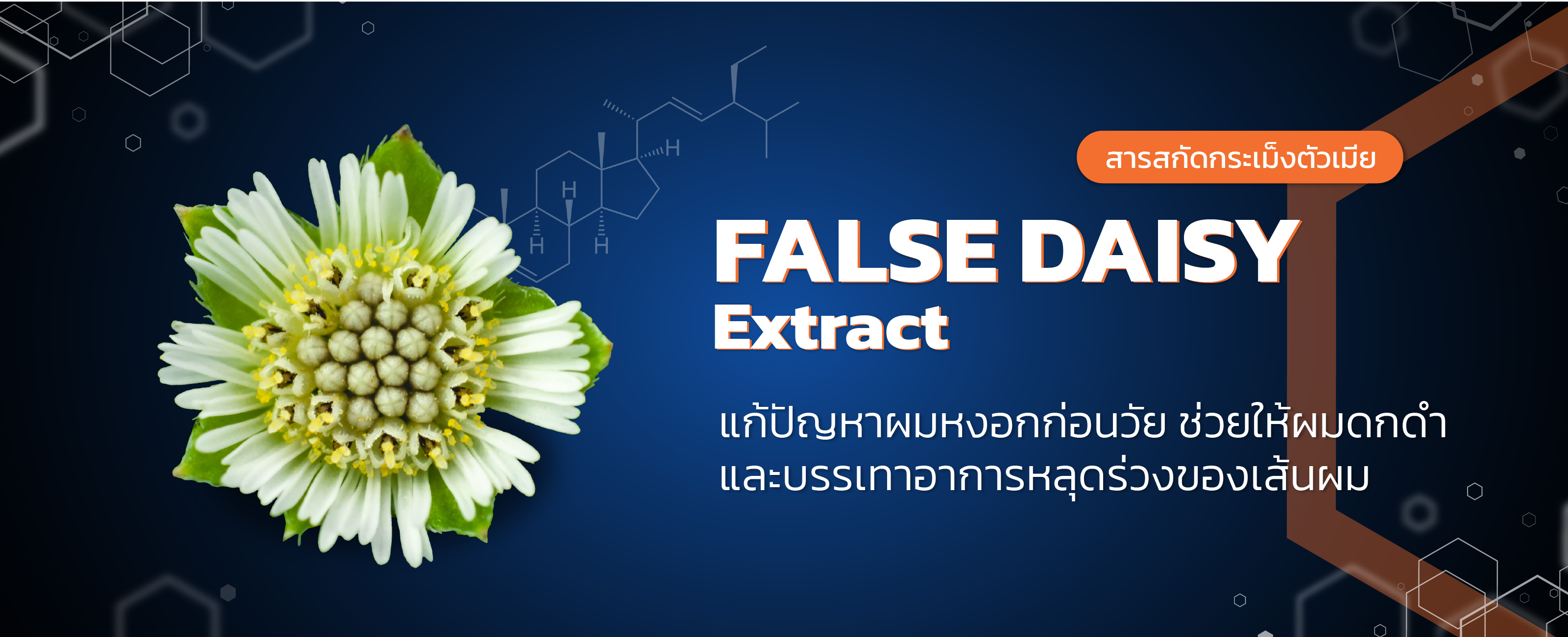 สารสกัดกระเม็งตัวเมีย (False Daisy Extract)