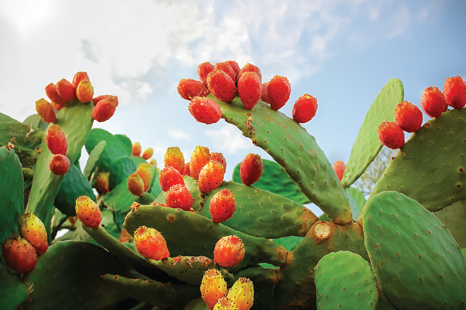 prickly-pear