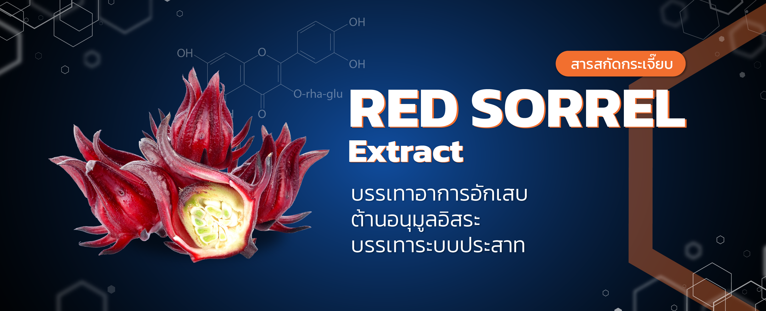 สารสกัดกระเจี๊ยบแดง (red sorrel)