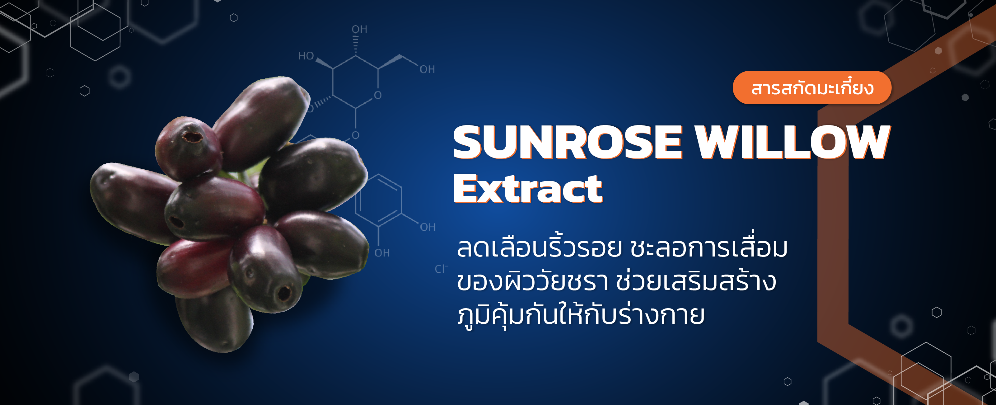 สารสกัดมะเกี๋ยง (sunrose extract)
