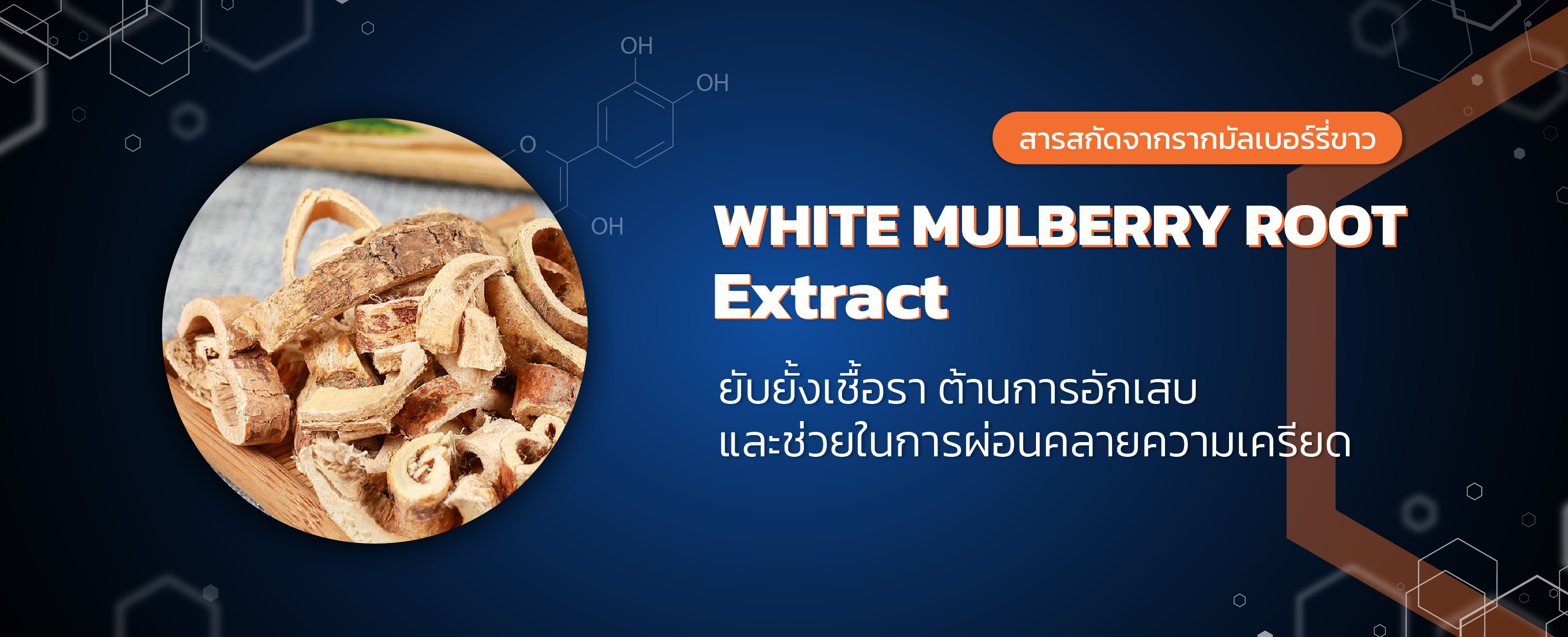 สารสกัดรากมัลเบอร์รี่ขาว (white mulberry root)