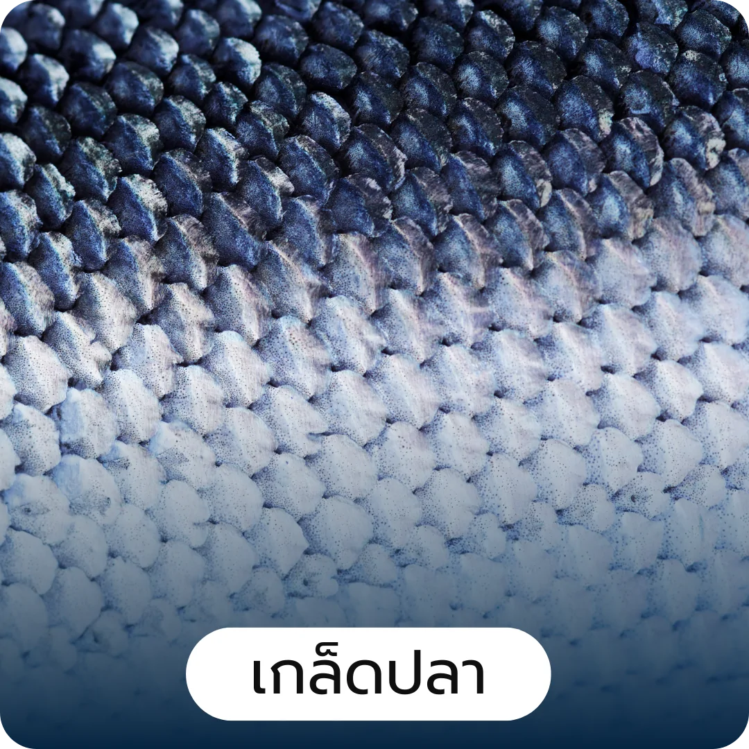 โปรตีนไฮโดรไลเสต Hydrolyzed Protein and Peptides Development) โปรตีนไฮโดรไลเสต Hydrolyzed Protein and Peptides Development , การพัฒนาแผน ความเป็นไปได้ทางการตลาด
