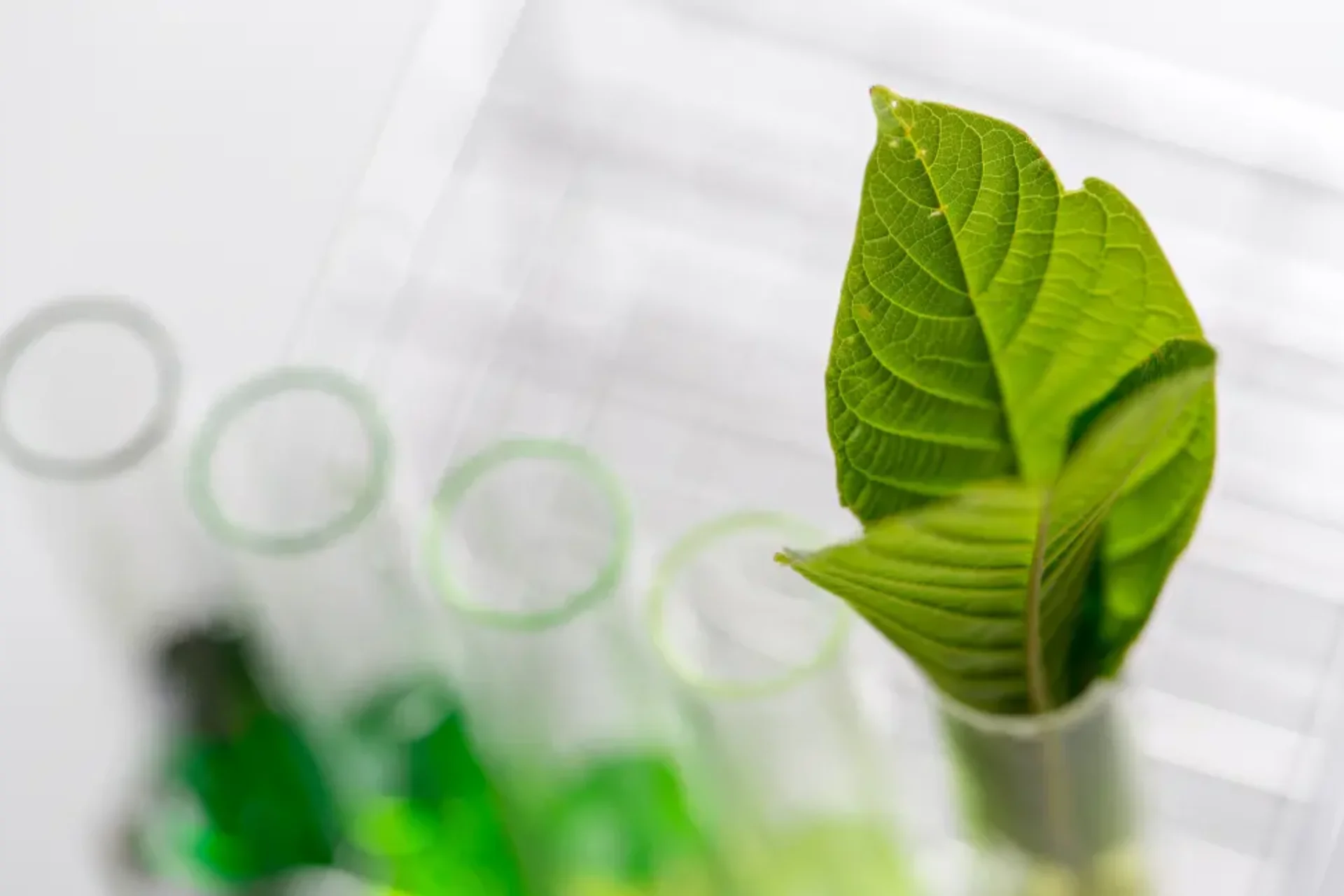 บริการวิจัย การสกัดกระท่อม (Kratom Extraction Research) บริการวิจัย การสกัดกระท่อม (Kratom Extraction Research)