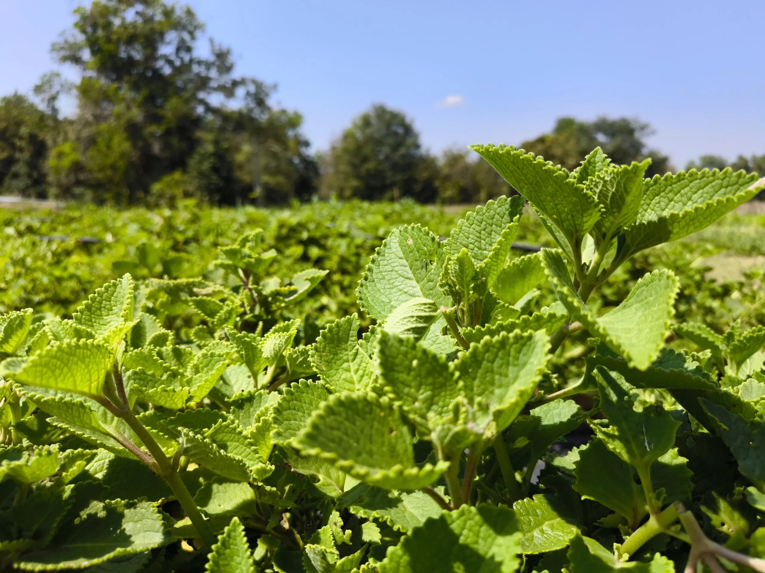 ใบหูเสือ Siam Tiger Ear
