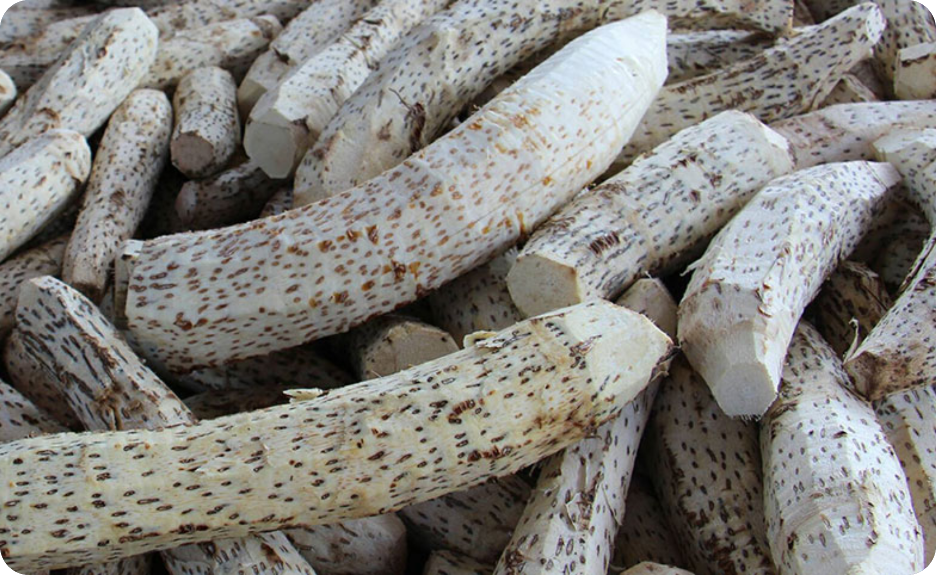 เหง้าสับปะรด