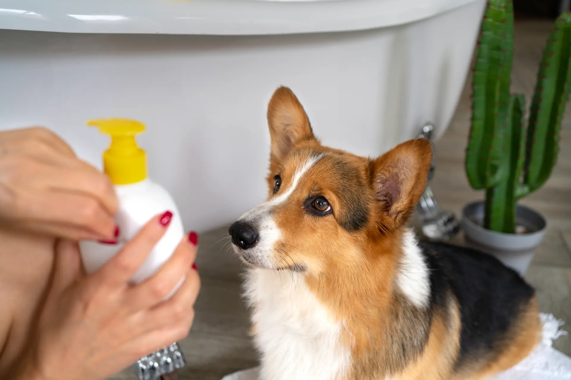 บริการรับรอง Ecocert Ecopetcare สำหรับผลิตภัณฑ์ดูแลสัตว์เลี้ยง