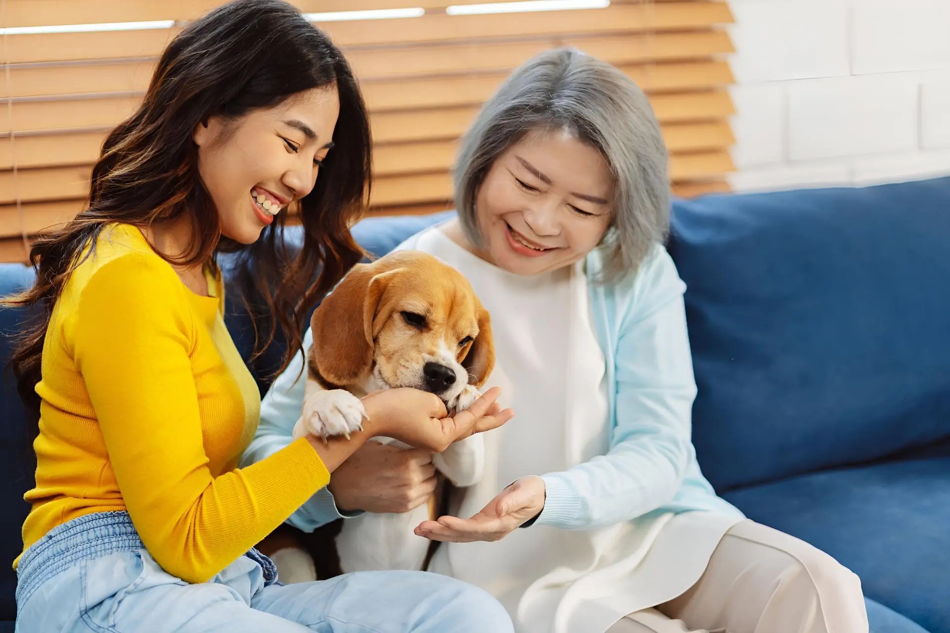 บริการรับรอง Ecocert Ecopetcare สำหรับผลิตภัณฑ์ดูแลสัตว์เลี้ยง