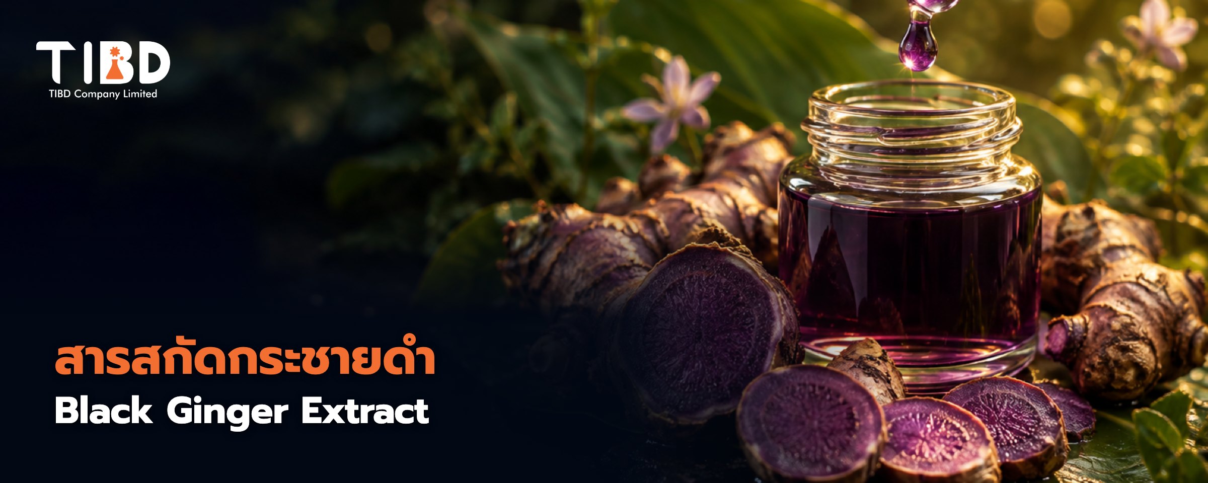 แบนเนอร์สารสกัดกระชายดำ Black Ginger Extract โดย TIBD