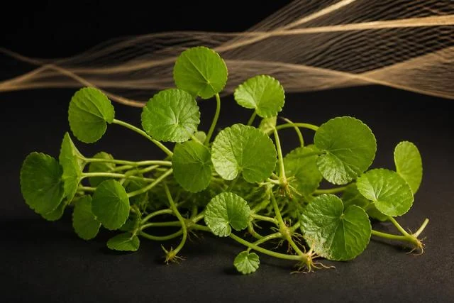 AI plant-source concept image: centella