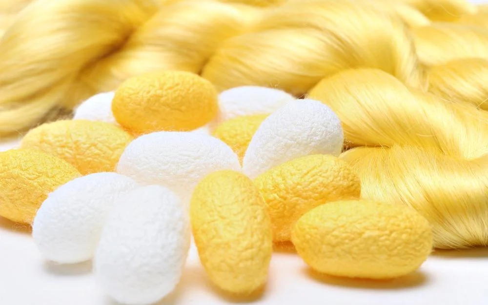 White and yellow silk cocoons with raw silk